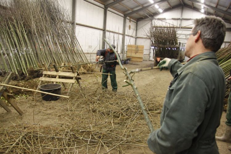 Snoeien laanbomen bij Huverba 