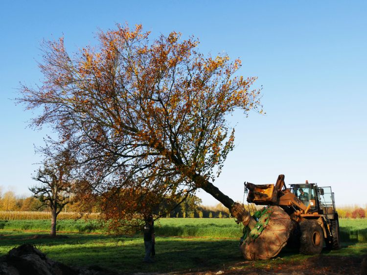 Van den Berk is specialist in medium tot grote bomen